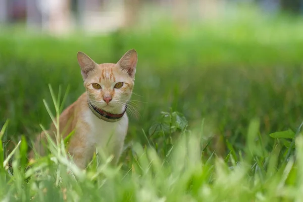 一只猫在花园里找东西 — 图库照片