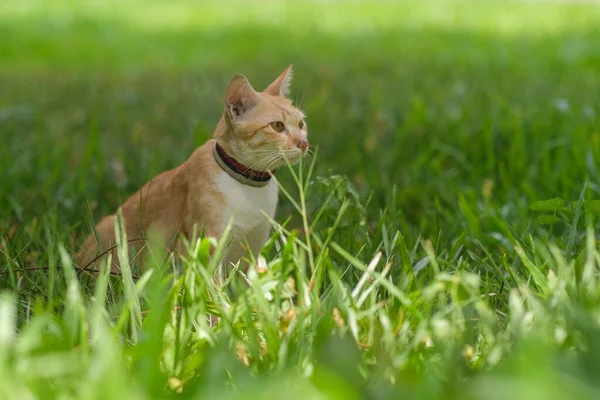 Cat Looking Something Garden — Stock Photo, Image