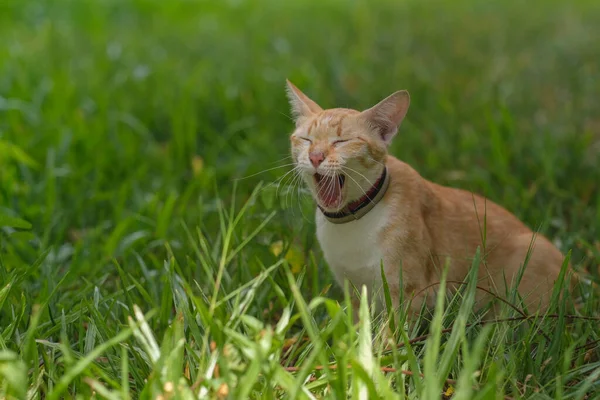 一只猫在花园里找东西 — 图库照片