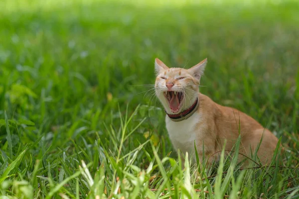 Kočka Hledající Něco Zahradě — Stock fotografie