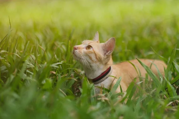 一只猫在花园里找东西 — 图库照片