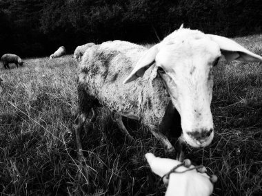 Çayırda dişi eli ve sevimli koyunu yakın.