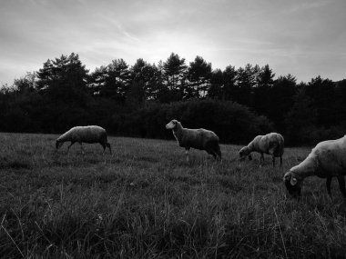 Dağlardaki bir çayırda otlayan koyunlar