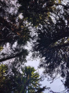 Sabah ormanın güzel manzarası