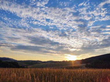 Yeşil çayırın güzel manzarası