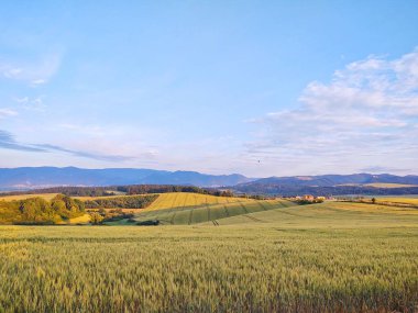 Yeşil çayırın güzel manzarası