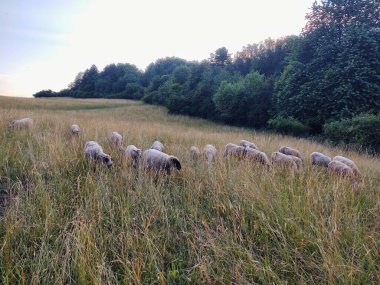 Kırsalda bir çayırda otlayan koyunlar.