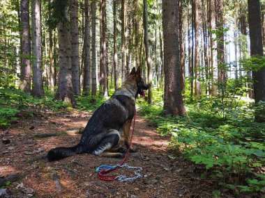 Ormanda çoban köpeği, doğa geçmişi.