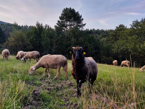 Ovelhas Pastando Prado Nas Montanhas — Fotografia de Stock