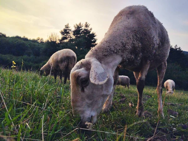 Вівці Пасуться Лузі Горах — стокове фото