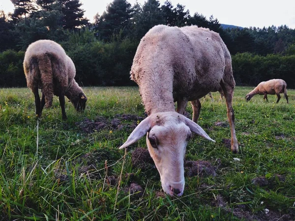 Sheep Grazing Meadow Mountains — Stock Photo, Image