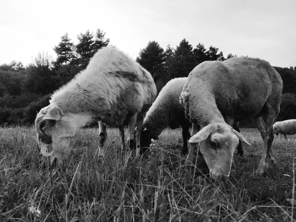 Ovelhas Pastando Prado Nas Montanhas — Fotografia de Stock