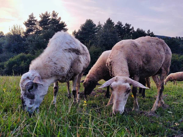 Pecore Pascolo Prato Montagna — Foto Stock