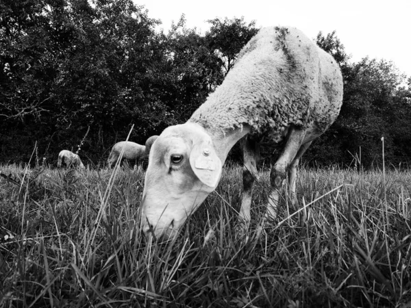 Πρόβατα Βόσκηση Ένα Λιβάδι Στα Βουνά — Φωτογραφία Αρχείου