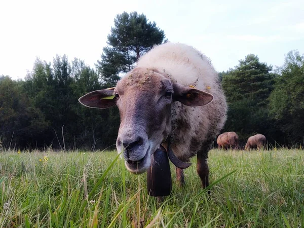 Вівці Пасуться Лузі Горах — стокове фото