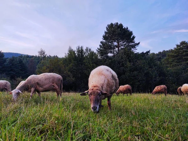 Ovelhas Pastando Prado Nas Montanhas — Fotografia de Stock