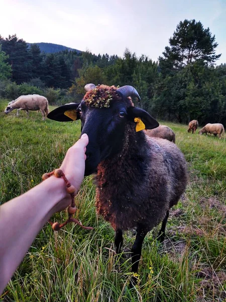 Blisko Żeńskiej Dłoni Cute Owiec Łące — Zdjęcie stockowe