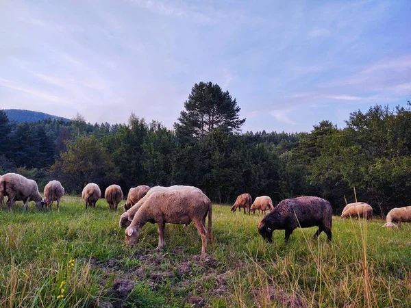 Ovelhas Pastando Prado Nas Montanhas — Fotografia de Stock