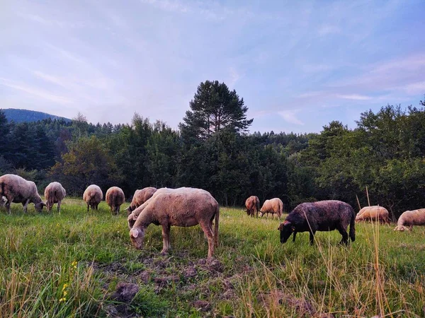 Schafe Weiden Auf Einer Wiese Den Bergen — Stockfoto