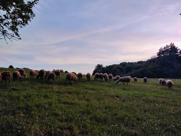 Pâturage Moutons Sur Une Prairie Verte — Photo