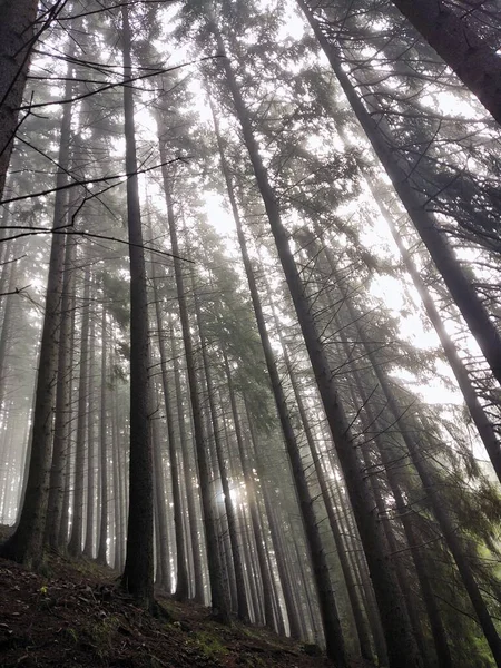 Hermoso Paisaje Bosque Naturaleza Pintoresca — Foto de Stock