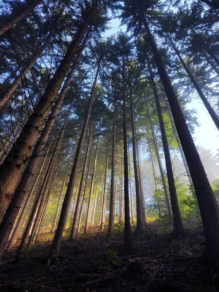 Schöne Landschaft Mit Wald Natur Malerisch — Stockfoto