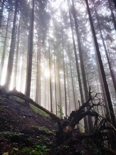 Красивий Пейзаж Лісу Природа Мальовнича — стокове фото