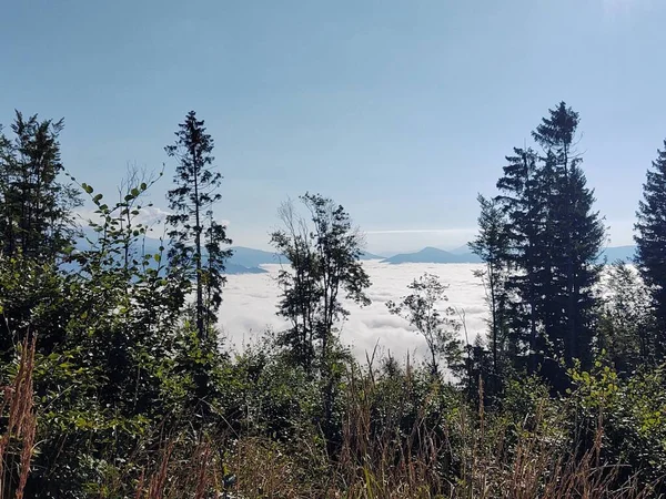 山や木がある美しい風景 — ストック写真