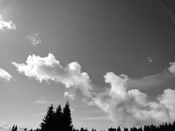 Bela Paisagem Com Árvores Céu Nublado — Fotografia de Stock