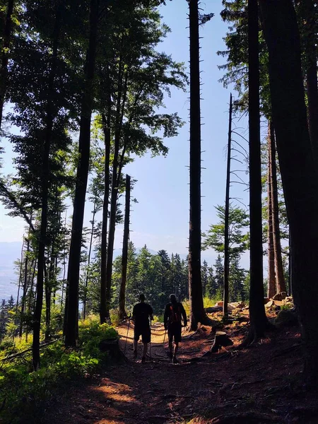 Een Man Aan Het Wandelen Het Bos — Stockfoto