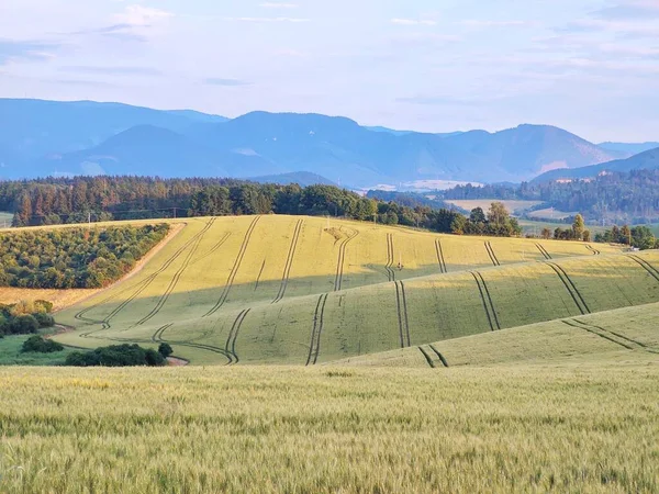 Schöne Landschaft Der Grünen Wiese — Stockfoto