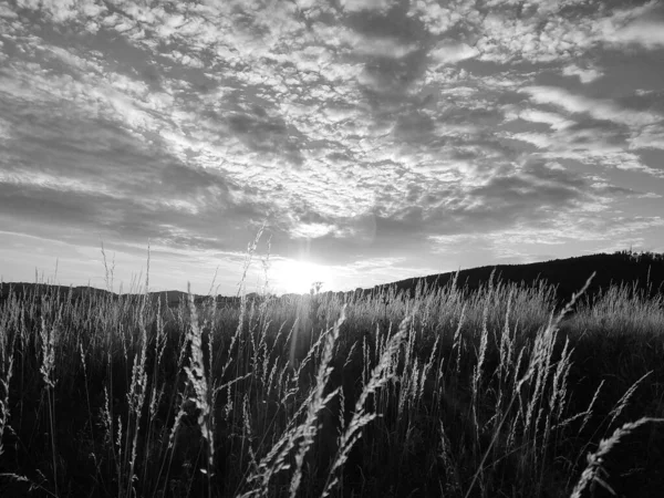 Schöne Landschaft Der Grünen Wiese — Stockfoto