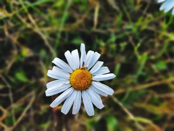 Біла Ромашкова Квітка Саду — стокове фото