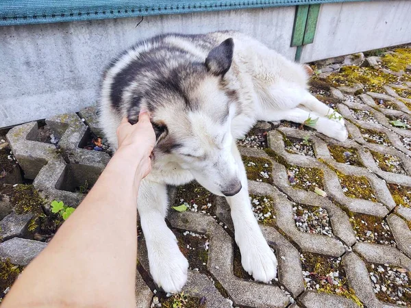 犬や男の手や犬と遊ぶ男は — ストック写真