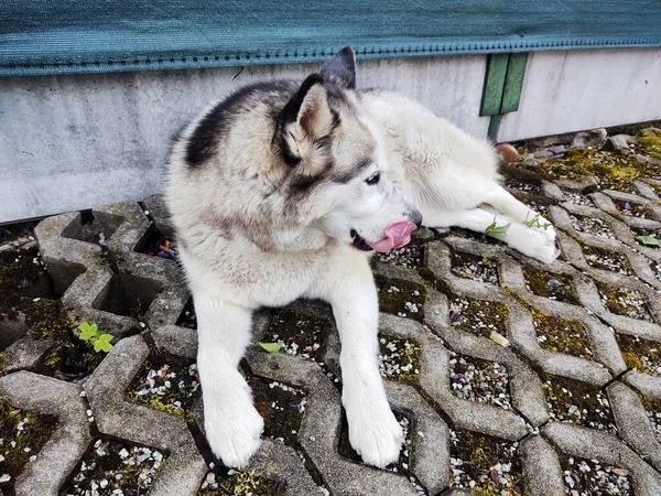 Şirin Bir Köpeğin Portresi Yakından Bak — Stok fotoğraf