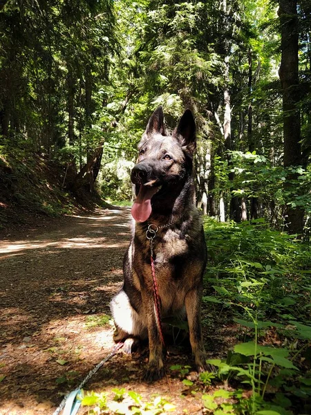 Ormanda Çoban Köpeği Doğa Geçmişi — Stok fotoğraf