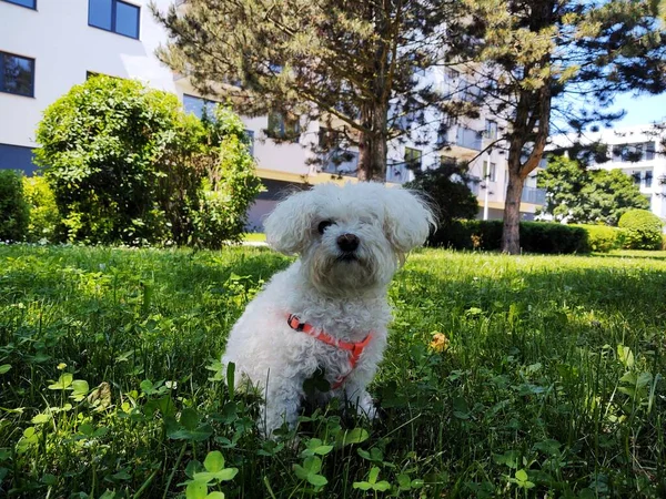 Porträt Eines Niedlichen Hundes Nahaufnahme — Stockfoto