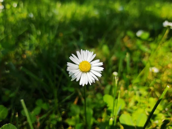 White Daisy Flower Garden — Stock Photo, Image