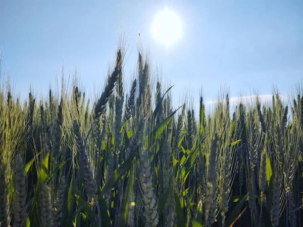 Vetefält Blå Himmel Sommar Flora Natur Landskap — Stockfoto