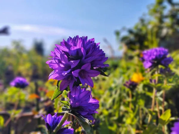 Όμορφα Λουλούδια Στον Κήπο Την Καλοκαιρινή Μέρα — Φωτογραφία Αρχείου