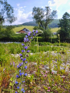 Güzel çiçeklenme çiçekler, görünüm yakın