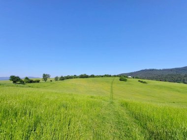 Dağları ve ağaçları olan güzel bir manzara.