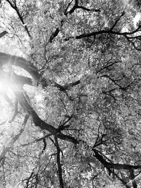 Ormanın güzel manzarası, doğa resmi.