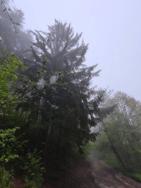 Dağlardaki güzel orman, doğa geçmişi.