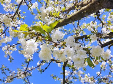İlkbaharda elma ağacının beyaz çiçekleri, güzel çiçekler.