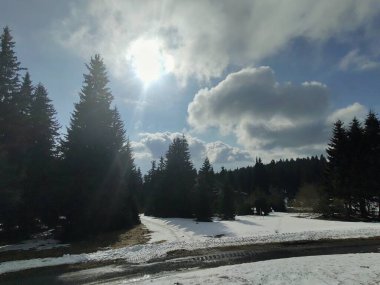 Ormanın güzel manzarası, doğa resmi.