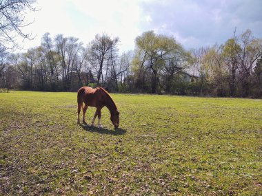 At çayırda otluyor.