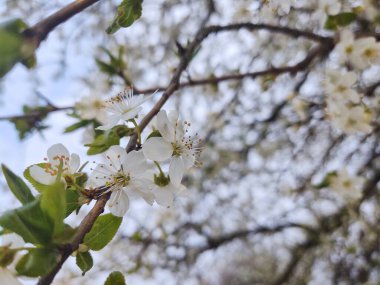 İlkbaharda elma ağacının beyaz çiçekleri, güzel çiçekler.