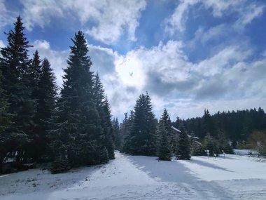 Karla kaplı ağaçlarla kaplı güzel kış manzarası
