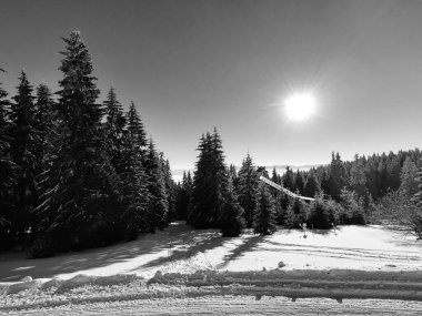 Karla kaplı ağaçlarla kaplı güzel kış manzarası